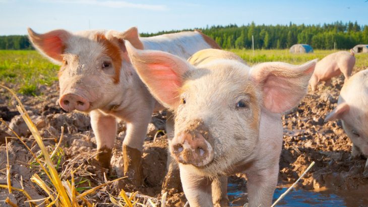 glückliche Schweinchen