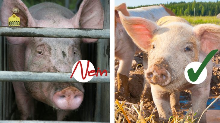 Massentierhaltung Schweine