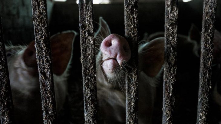 Schweinchen Massentierhaltung