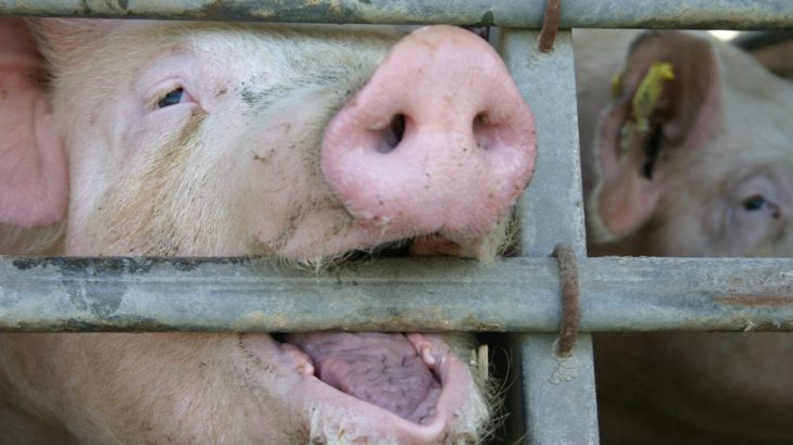 Vortrag Klaus grausts vor industrieller Tierhaltung und Multiresistenten Keimen