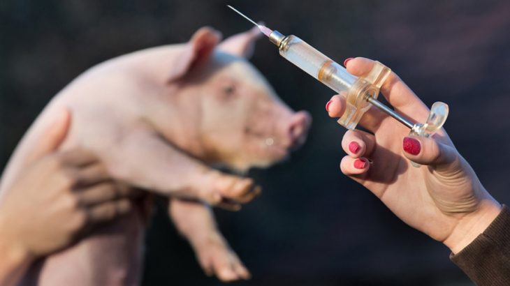 Wir fordern ein Ende der Industriellen Massentierhaltung!