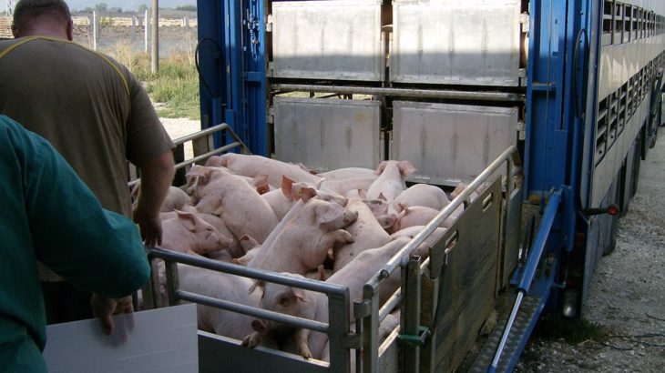 Tiertransport