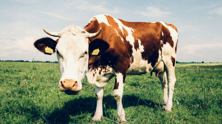 Bessere Tierhaltung ist möglich