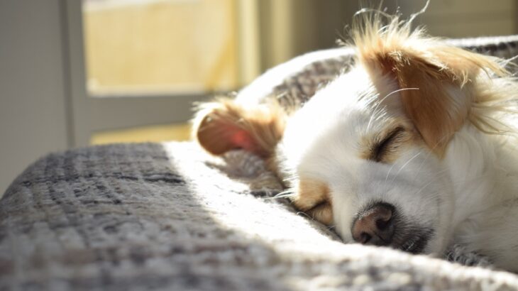 Hunde